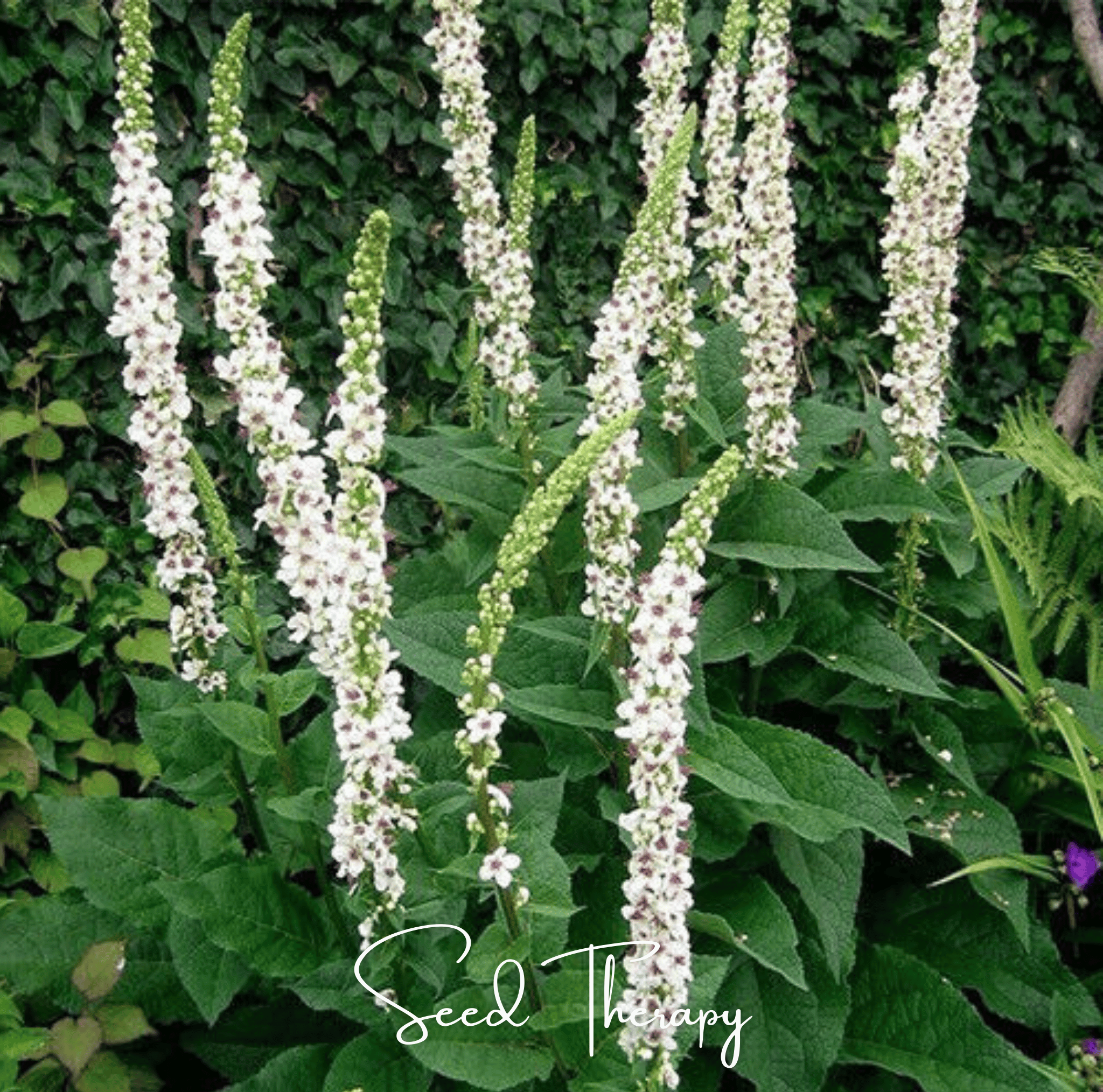 Wedding Candles Verbascum – 50 Seeds | Seeds | Wiccan Center