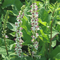 Wedding Candles Verbascum – 50 Seeds | Seeds | Wiccan Center