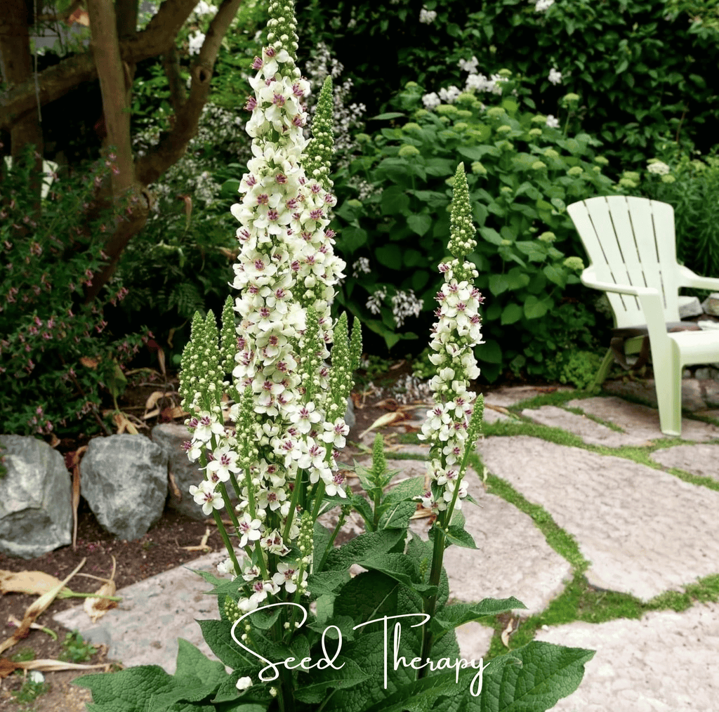 Wedding Candles Verbascum – 50 Seeds | Seeds | Wiccan Center