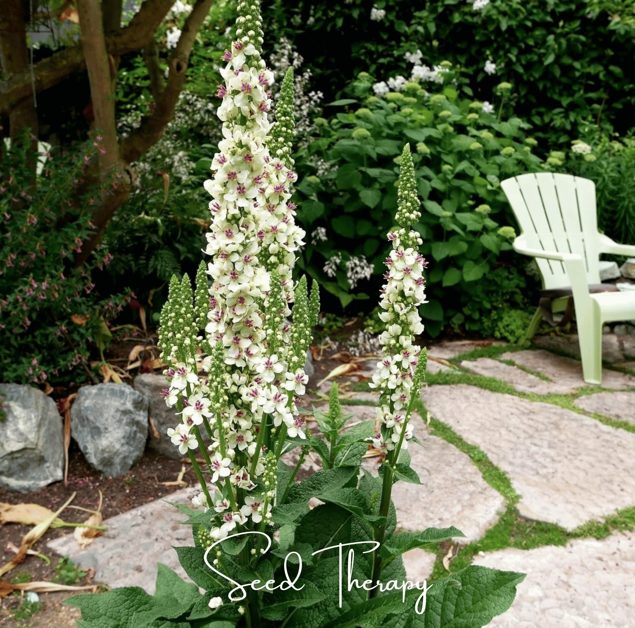 Wedding Candles Verbascum – 50 Seeds | Seeds | Wiccan Center