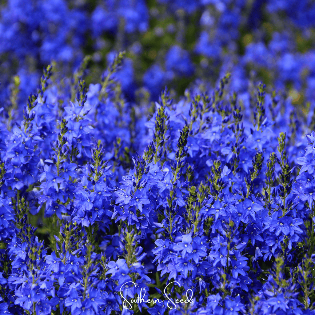 Royal Blue Veronica Speedwell – 50 Seeds | Seeds | Wiccan Center
