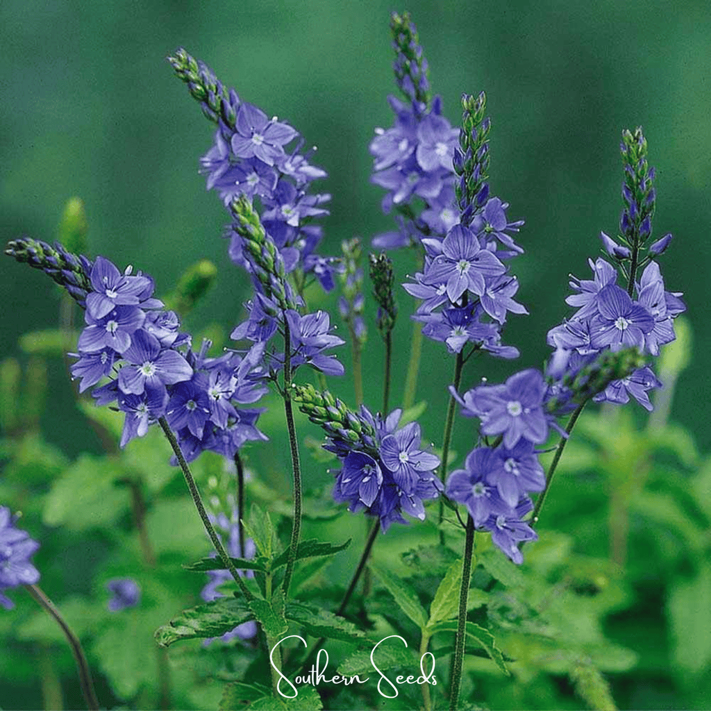 Royal Blue Veronica Speedwell – 50 Seeds | Seeds | Wiccan Center