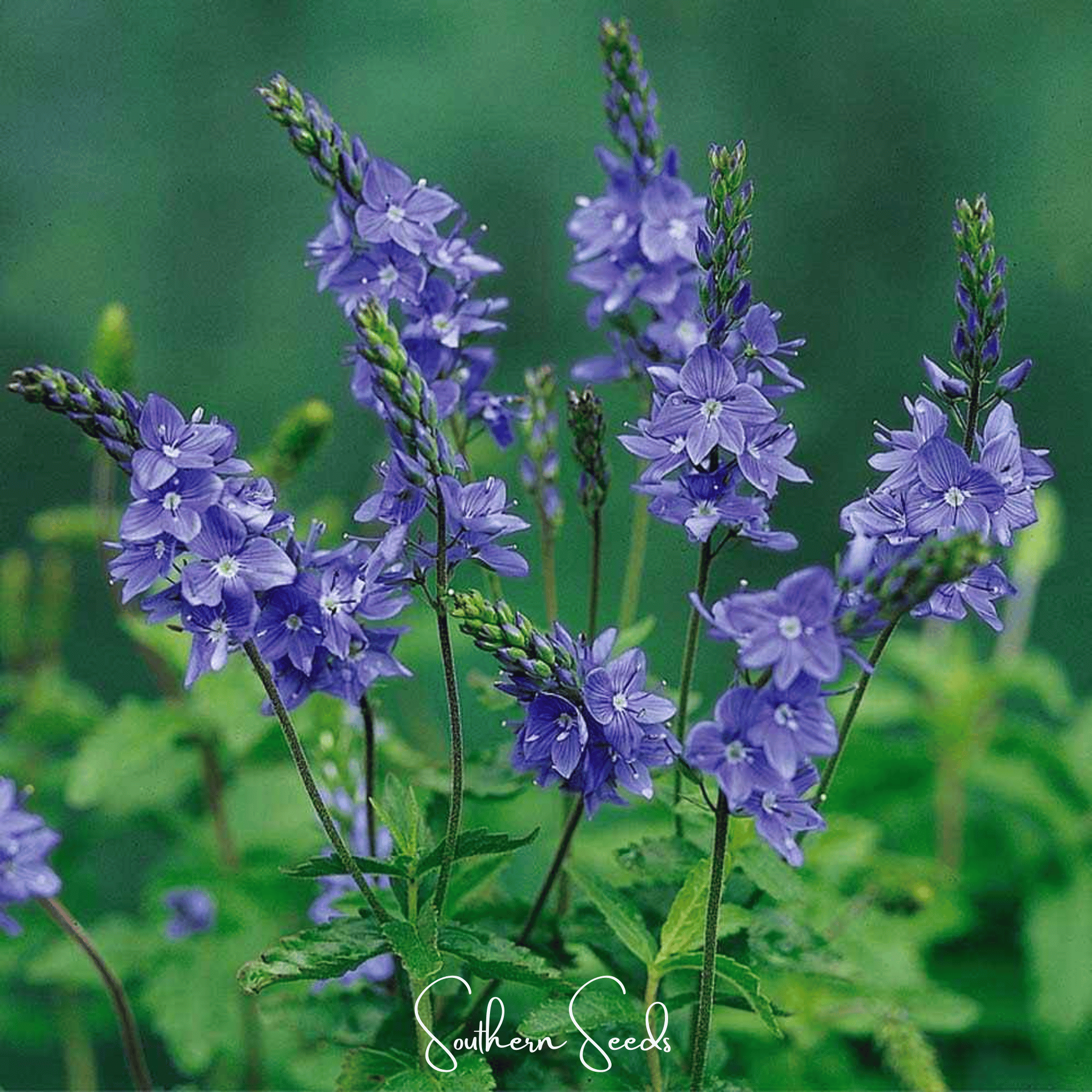 Royal Blue Veronica Speedwell – 50 Seeds | Seeds | Wiccan Center