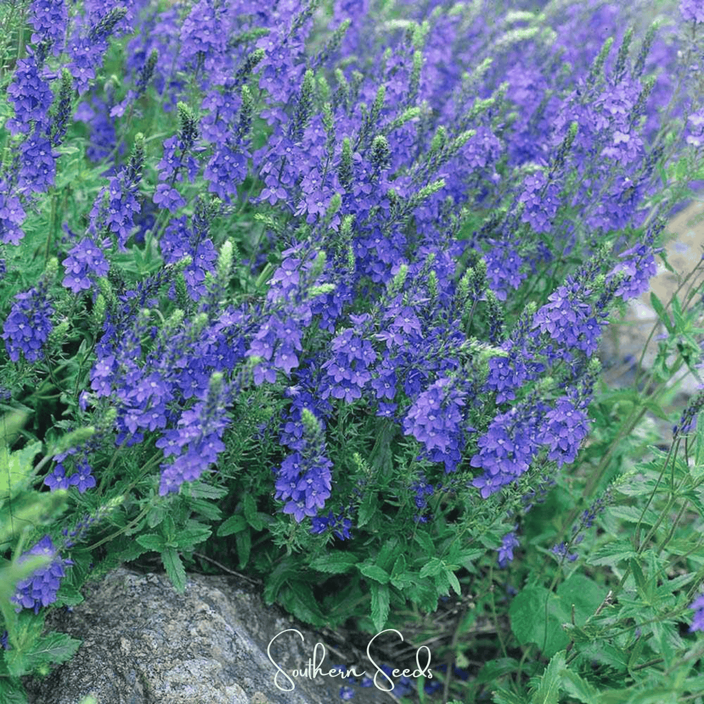 Royal Blue Veronica Speedwell – 50 Seeds | Seeds | Wiccan Center