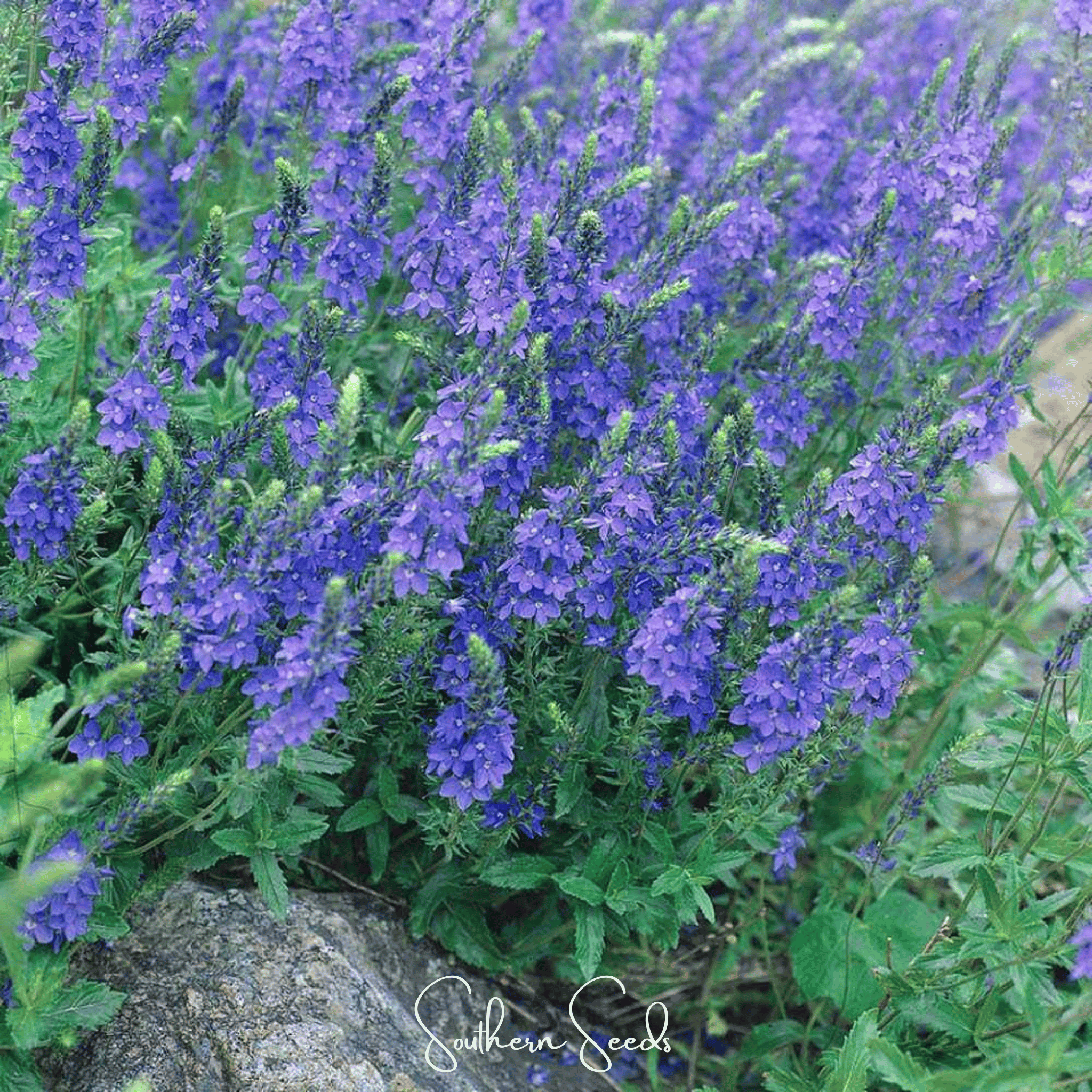 Royal Blue Veronica Speedwell – 50 Seeds | Seeds | Wiccan Center
