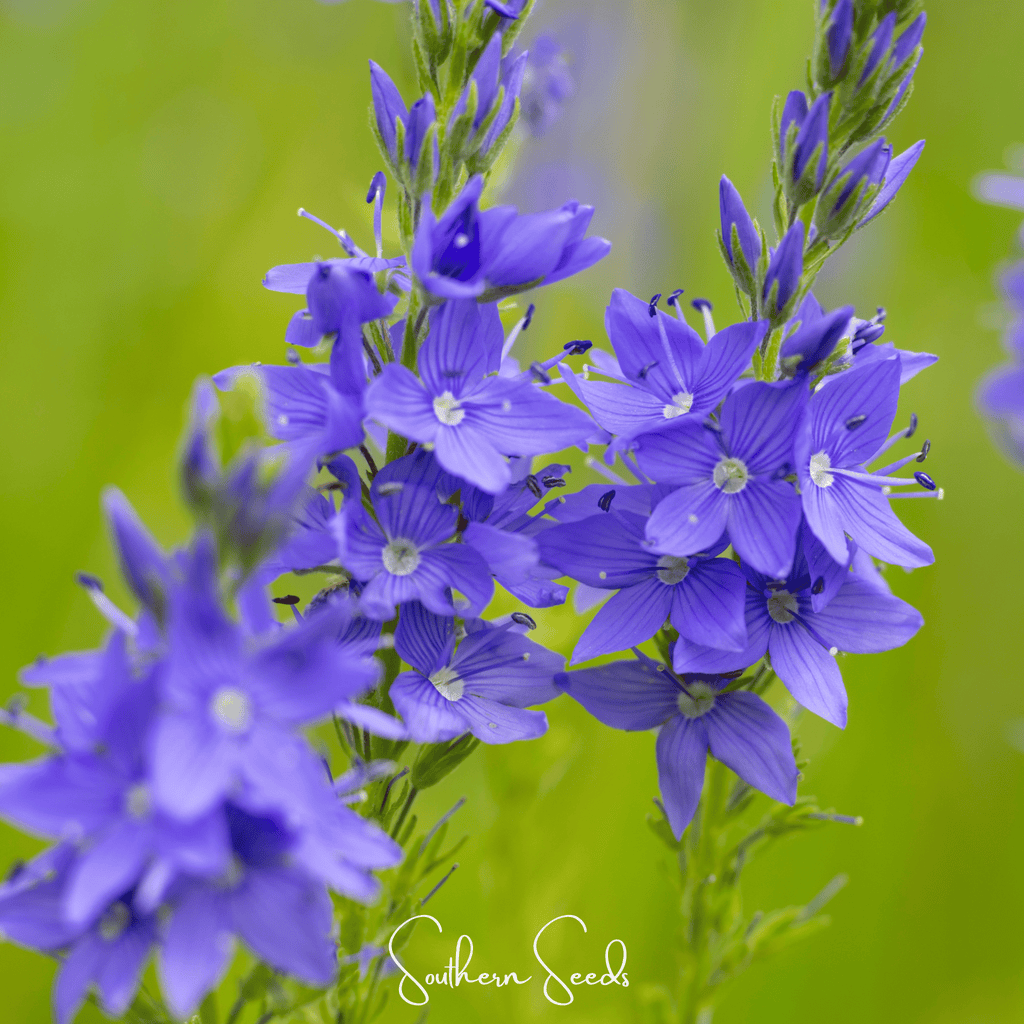 Royal Blue Veronica Speedwell – 50 Seeds | Seeds | Wiccan Center