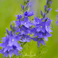 Royal Blue Veronica Speedwell – 50 Seeds | Seeds | Wiccan Center