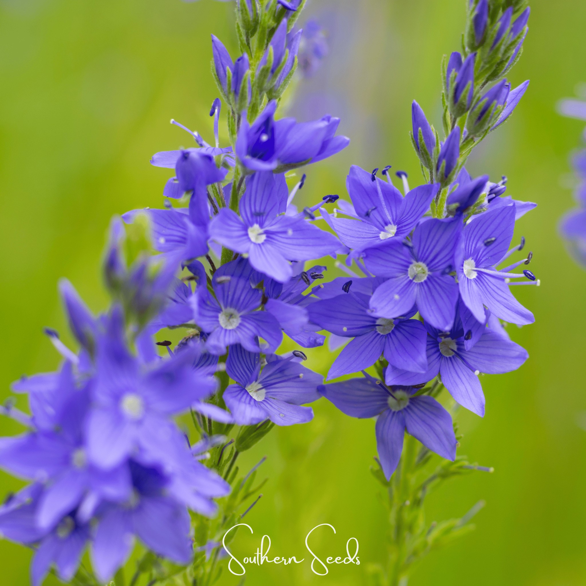 Royal Blue Veronica Speedwell – 50 Seeds | Seeds | Wiccan Center