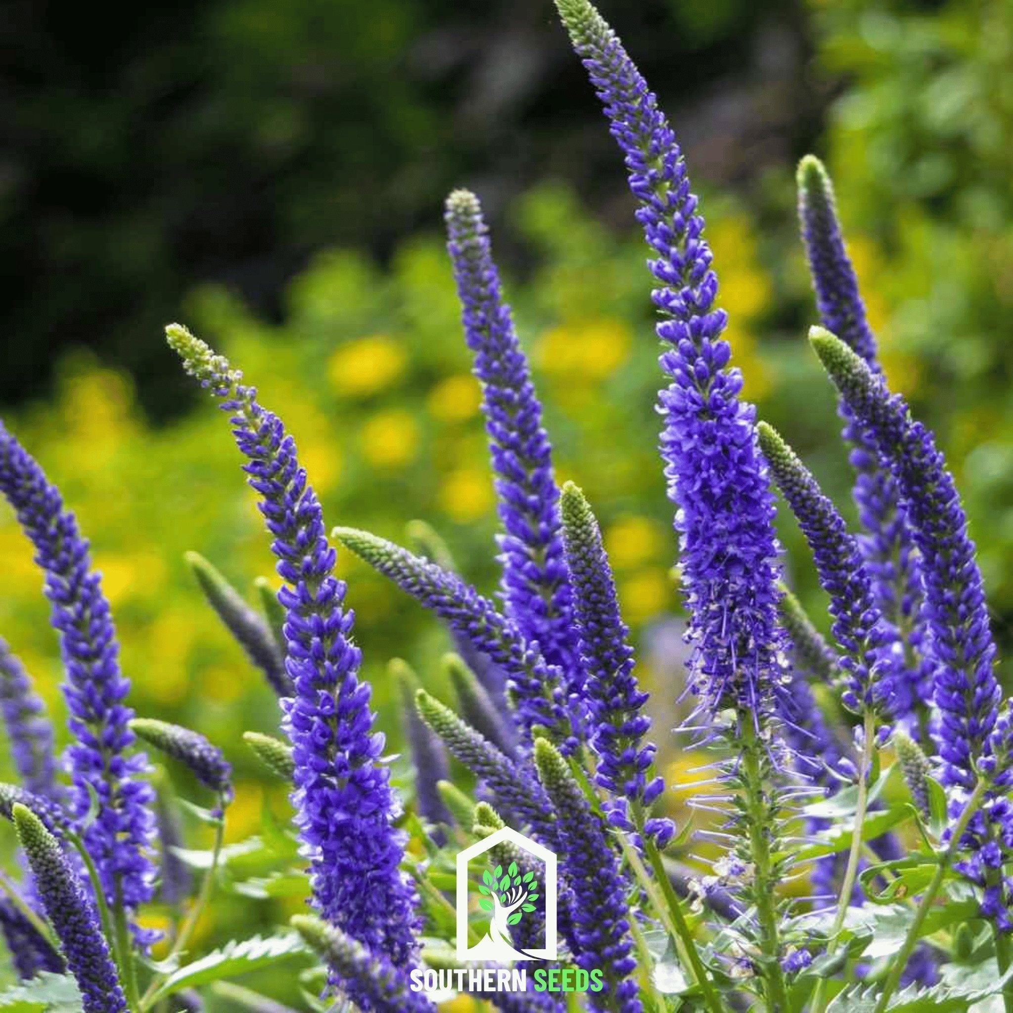 Spiked Speedwell Veronica – 50 Seeds | Seeds | Wiccan Center