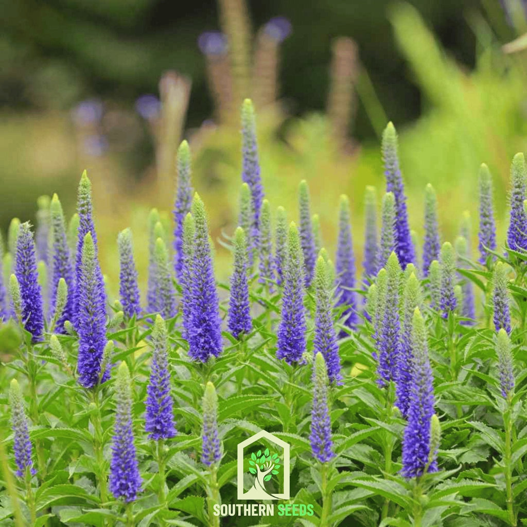Spiked Speedwell Veronica – 50 Seeds | Seeds | Wiccan Center