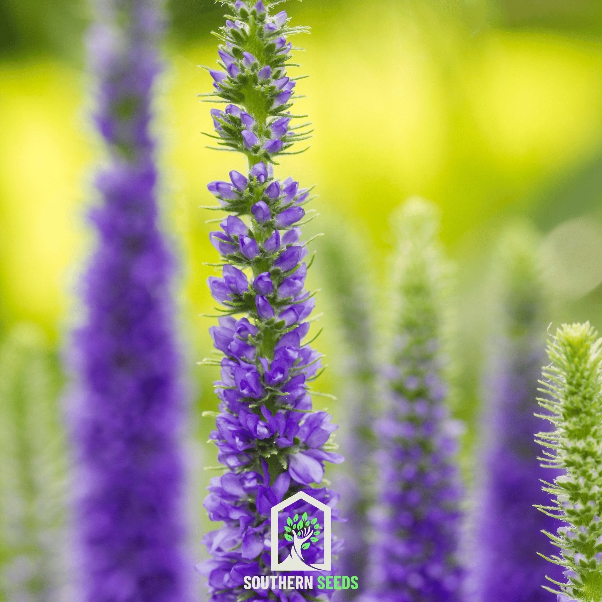 Spiked Speedwell Veronica – 50 Seeds | Seeds | Wiccan Center