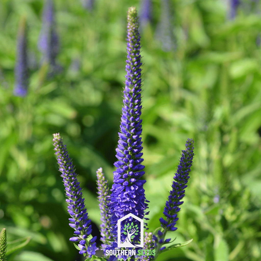 Spiked Speedwell Veronica – 50 Seeds | Seeds | Wiccan Center