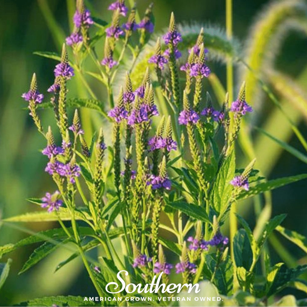 Blue Vervain – 100 Seeds | Seeds | Wiccan Center