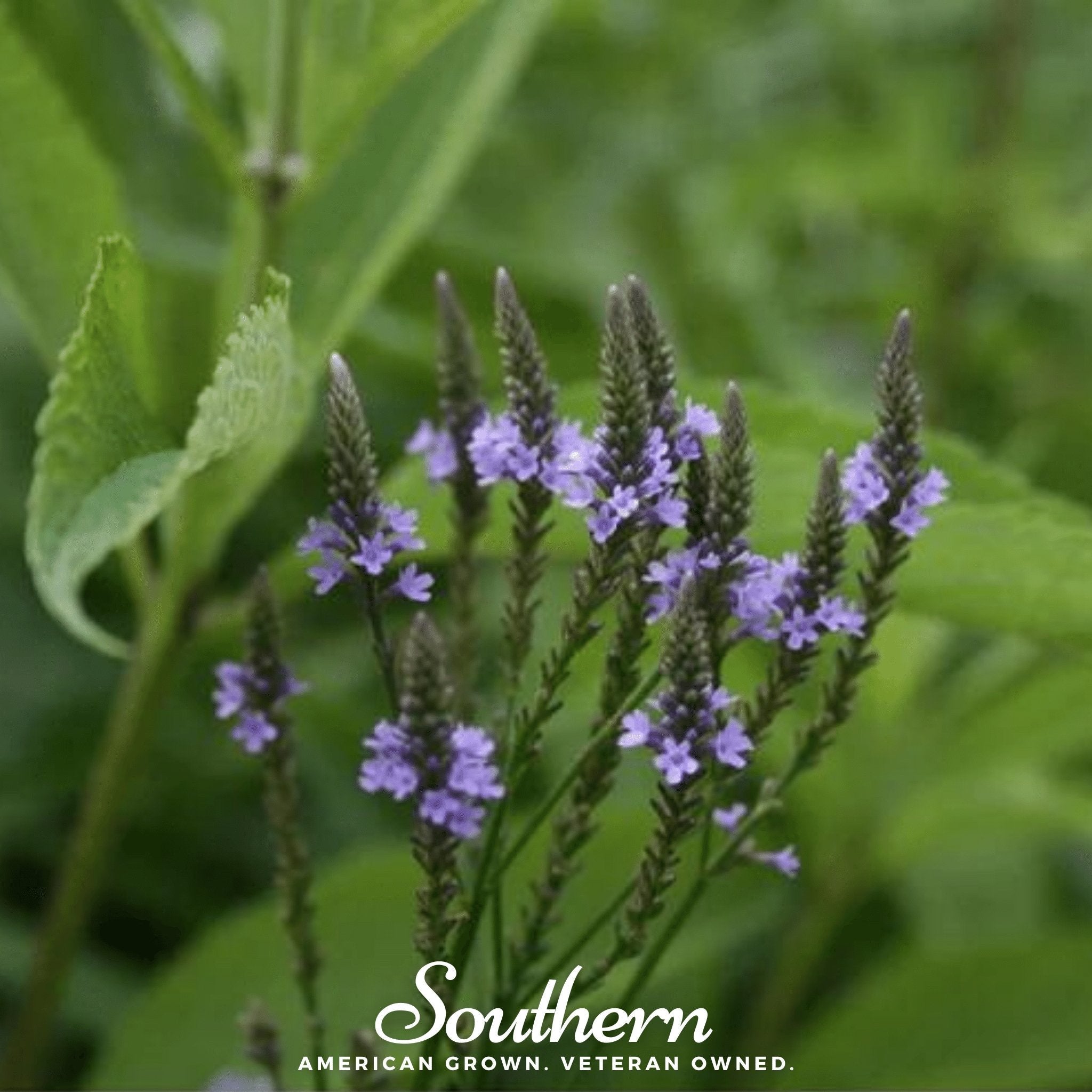 Blue Vervain – 100 Seeds | Seeds | Wiccan Center
