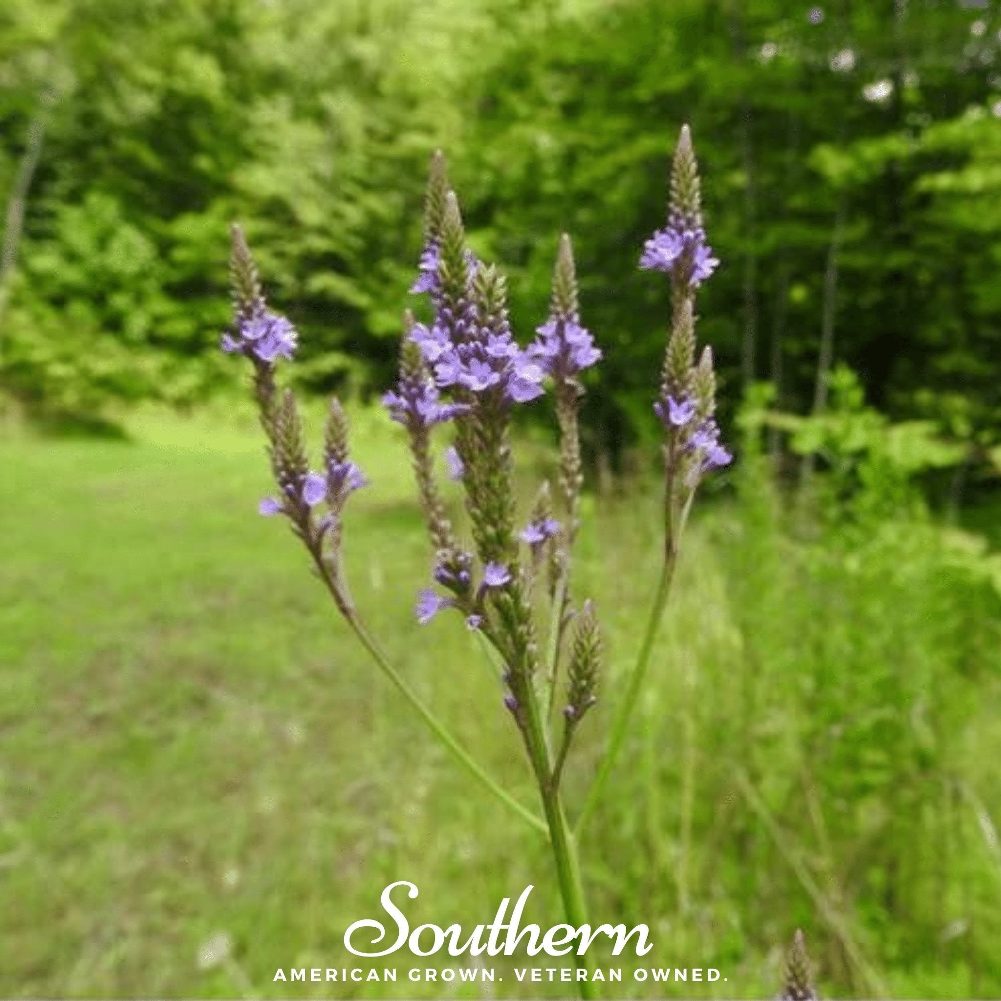 Blue Vervain – 100 Seeds | Seeds | Wiccan Center