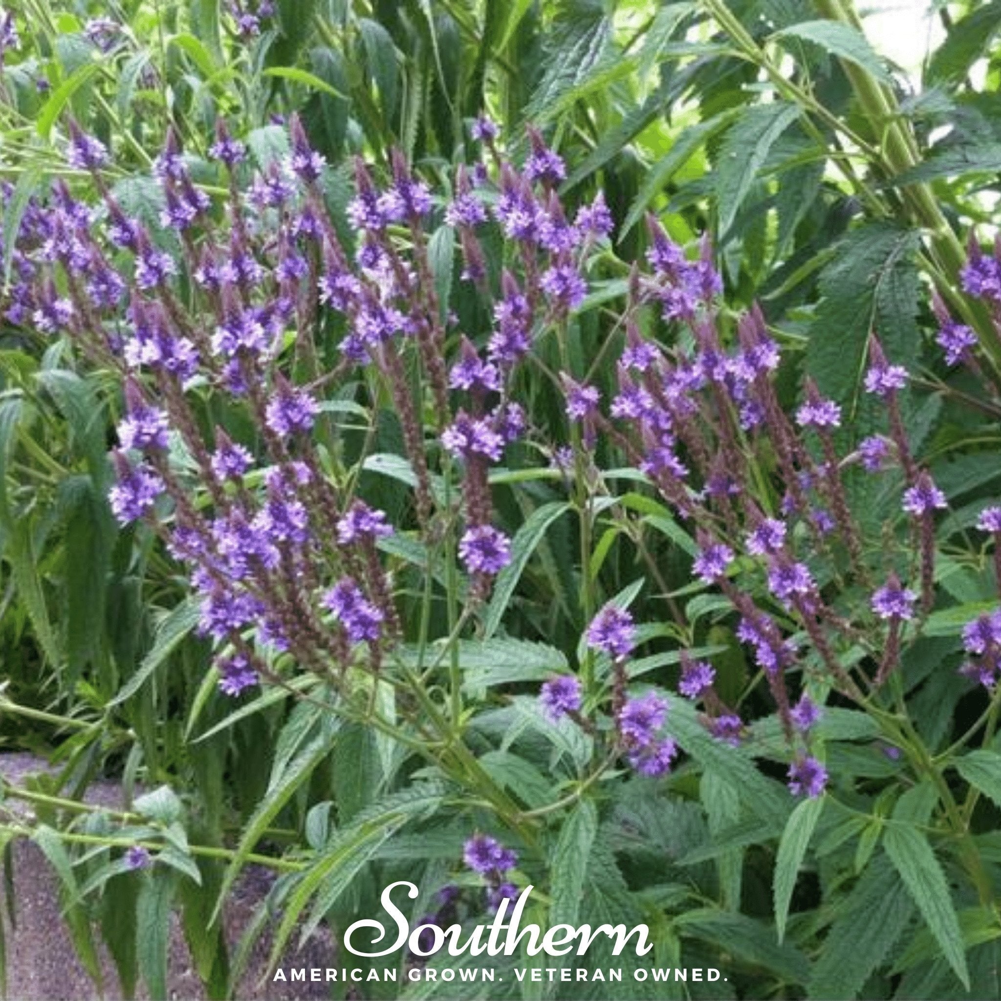 Blue Vervain – 100 Seeds | Seeds | Wiccan Center