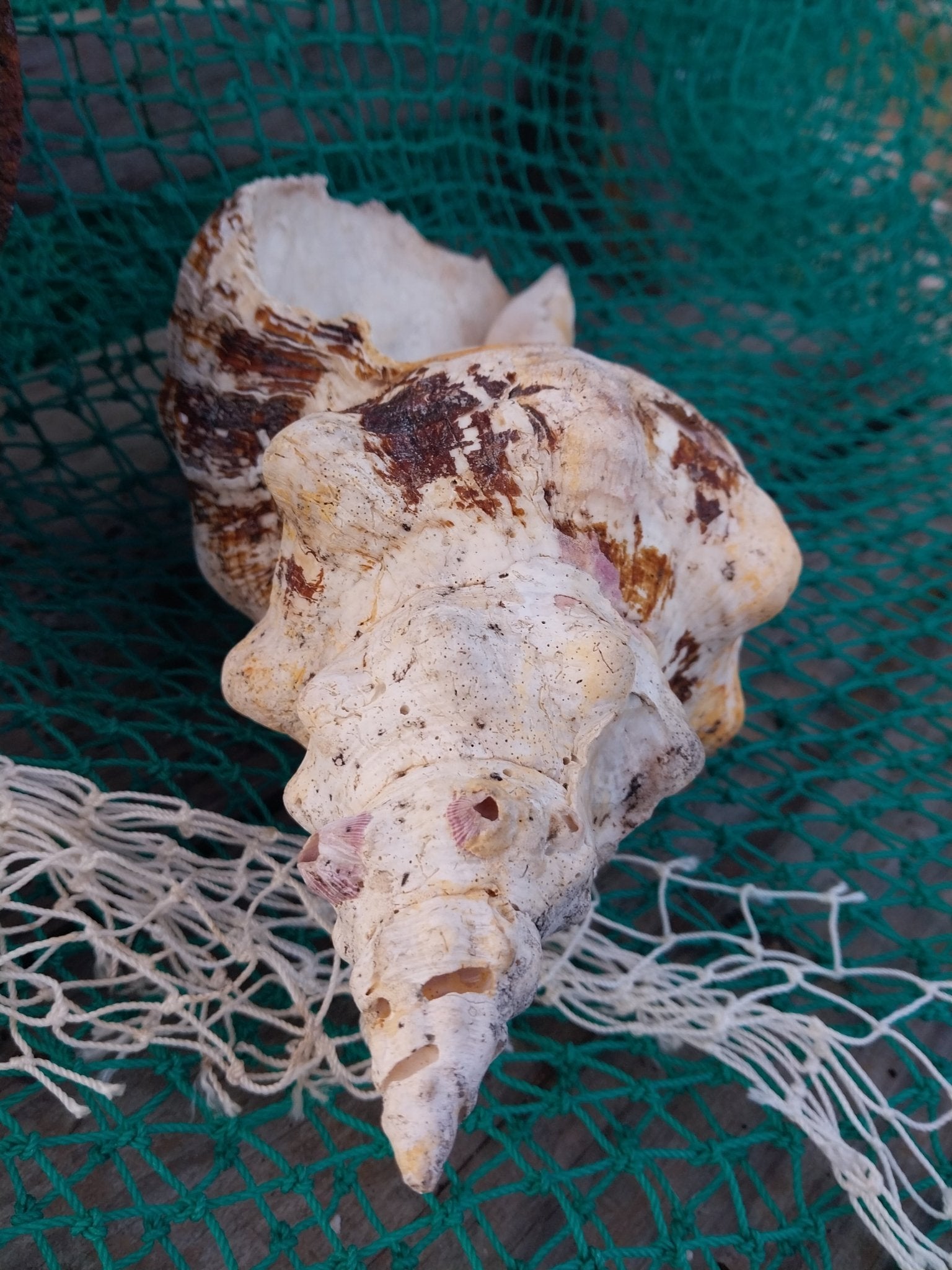 Vintage Horse Conch Shell with Periostracum – Triplofusus giganteus 13" Display Accent