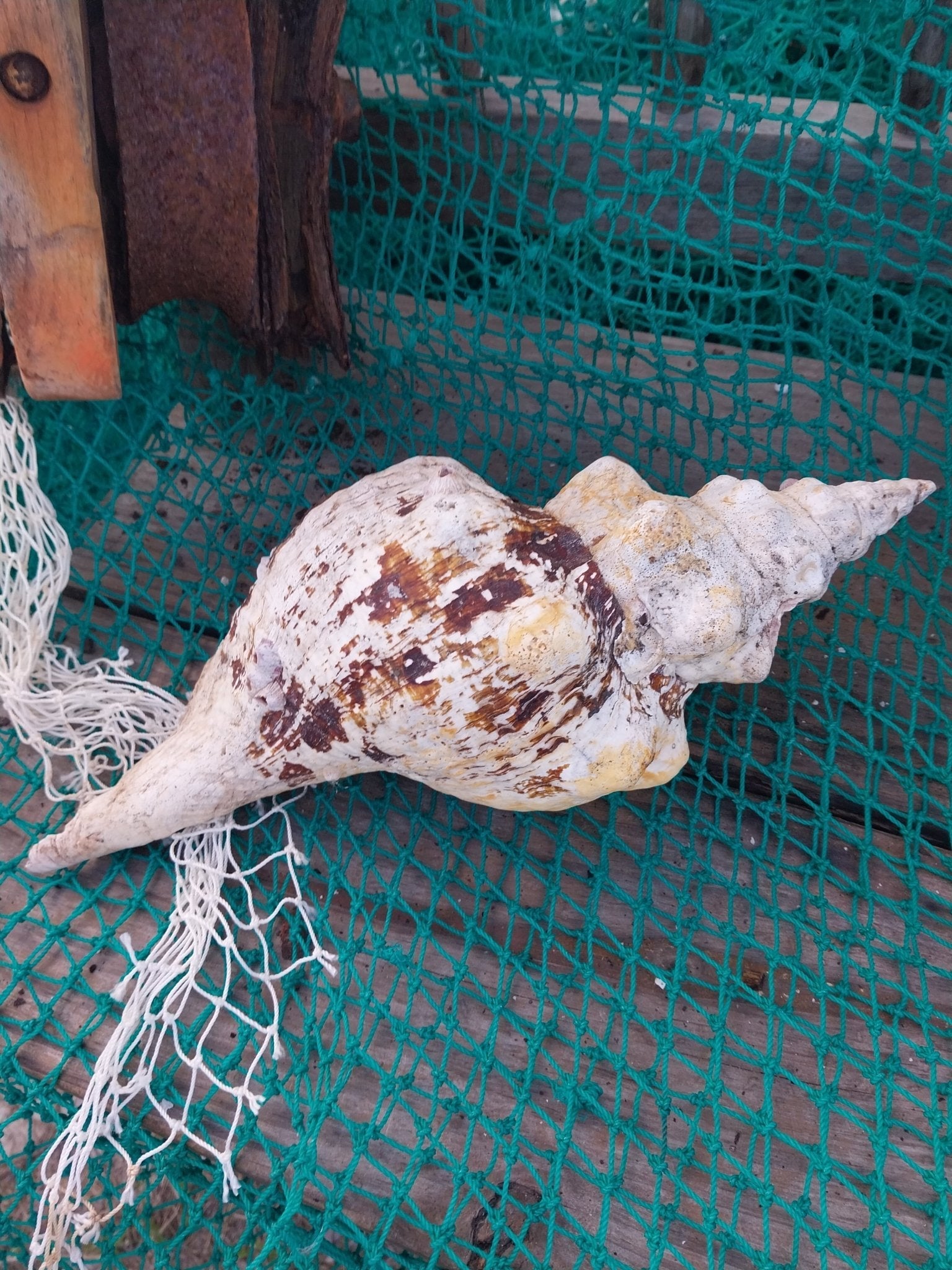 Vintage Horse Conch Shell with Periostracum – Triplofusus giganteus 13" Display Accent
