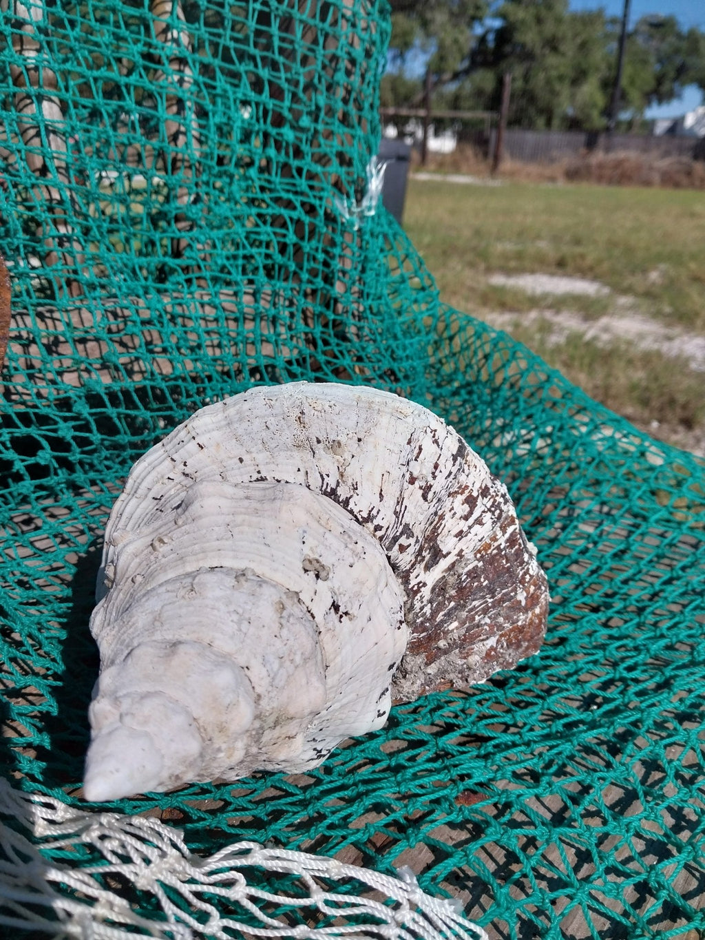 Vintage Horse Conch Shell with Periostracum – Triplofusus giganteus 14" Display Accent