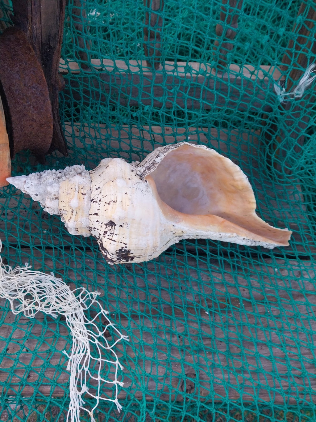 Vintage Horse Conch Shell with Periostracum – Triplofusus giganteus 14" Coastal Display