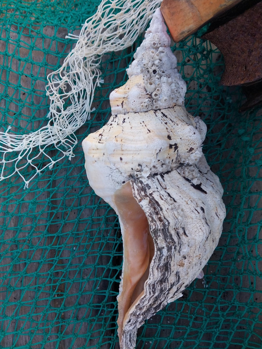 Vintage Horse Conch Shell with Periostracum – Triplofusus giganteus 14" Coastal Display