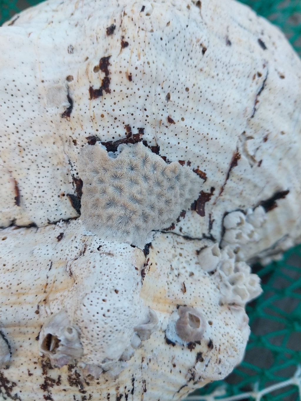 Vintage Horse Conch Shell with Periostracum – Triplofusus giganteus 14" Coastal Display