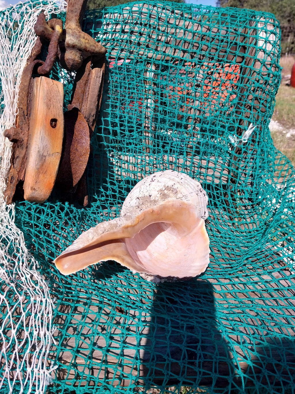 Vintage Horse Conch Shell with Periostracum – Triplofusus giganteus 14" Display Accent