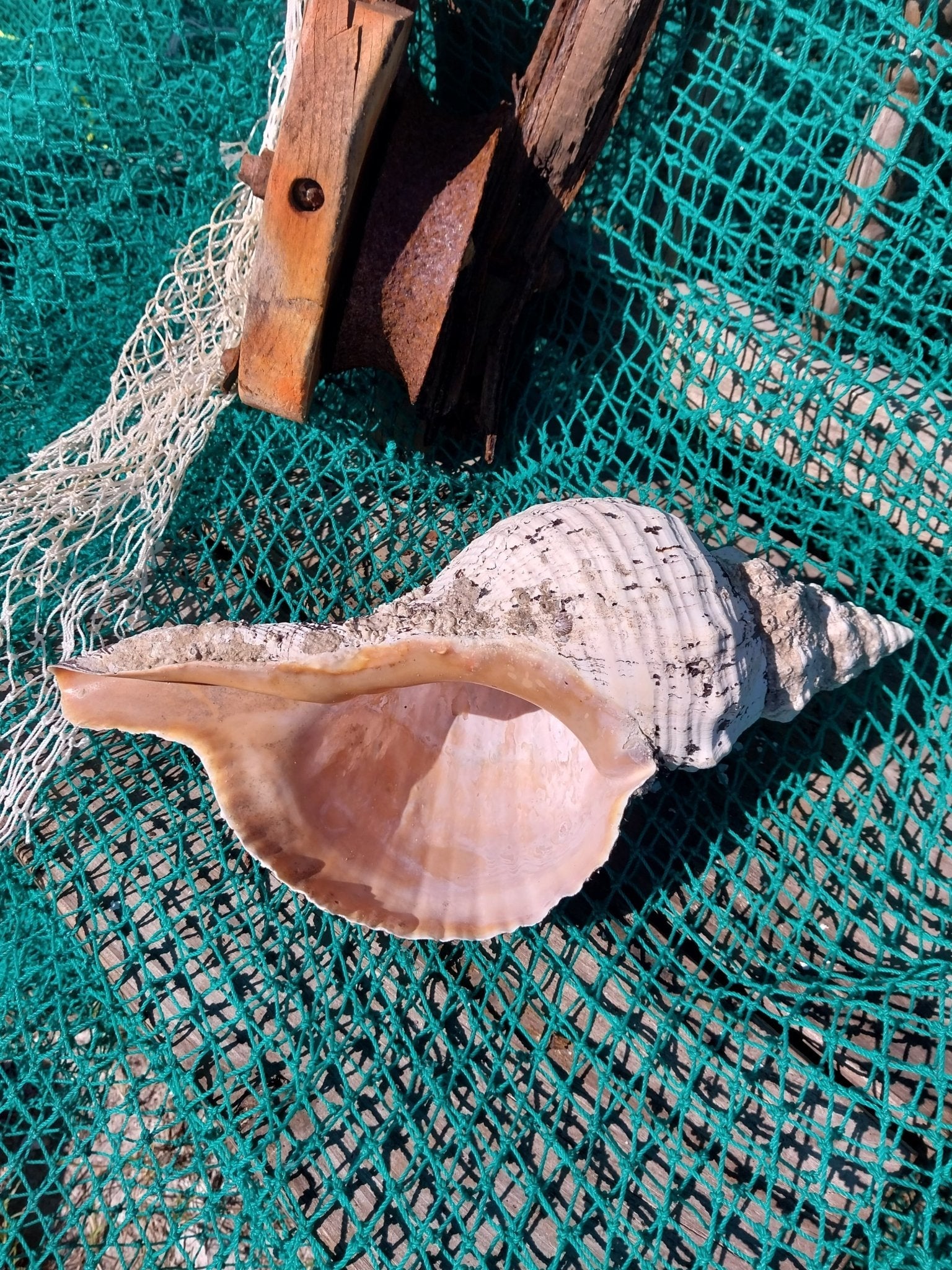Vintage Horse Conch Shell with Periostracum – Triplofusus giganteus 14" Display Accent