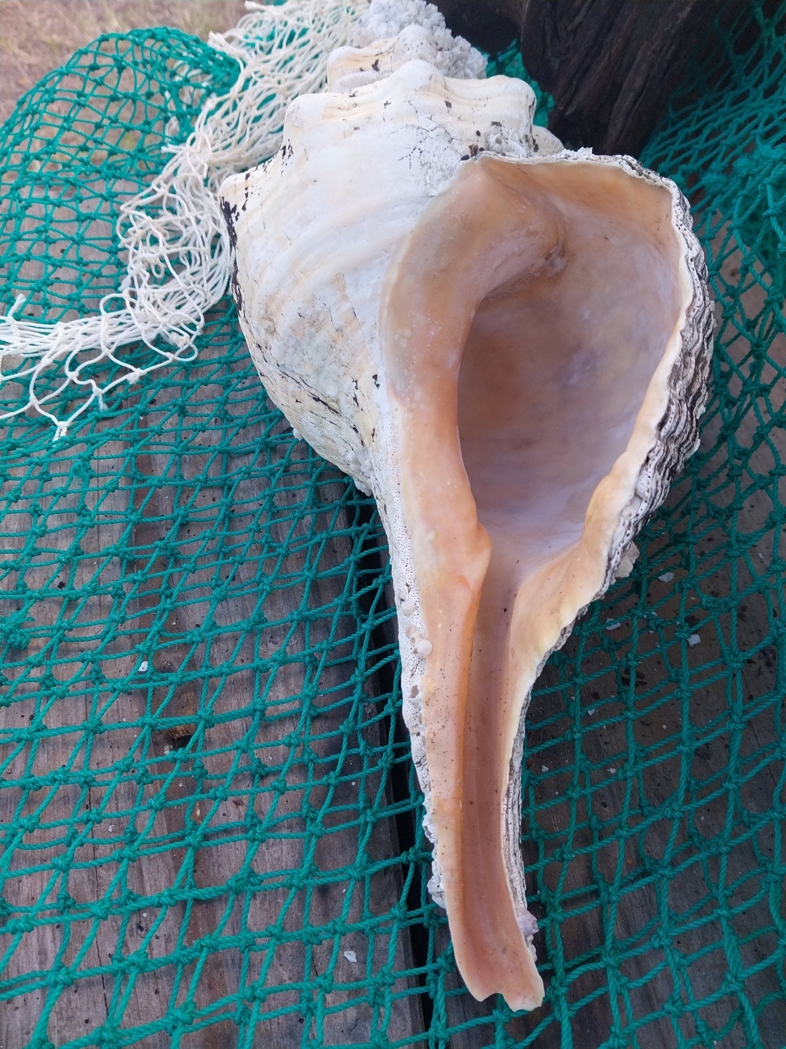 Vintage Horse Conch Shell with Periostracum – Triplofusus giganteus 14" Coastal Display