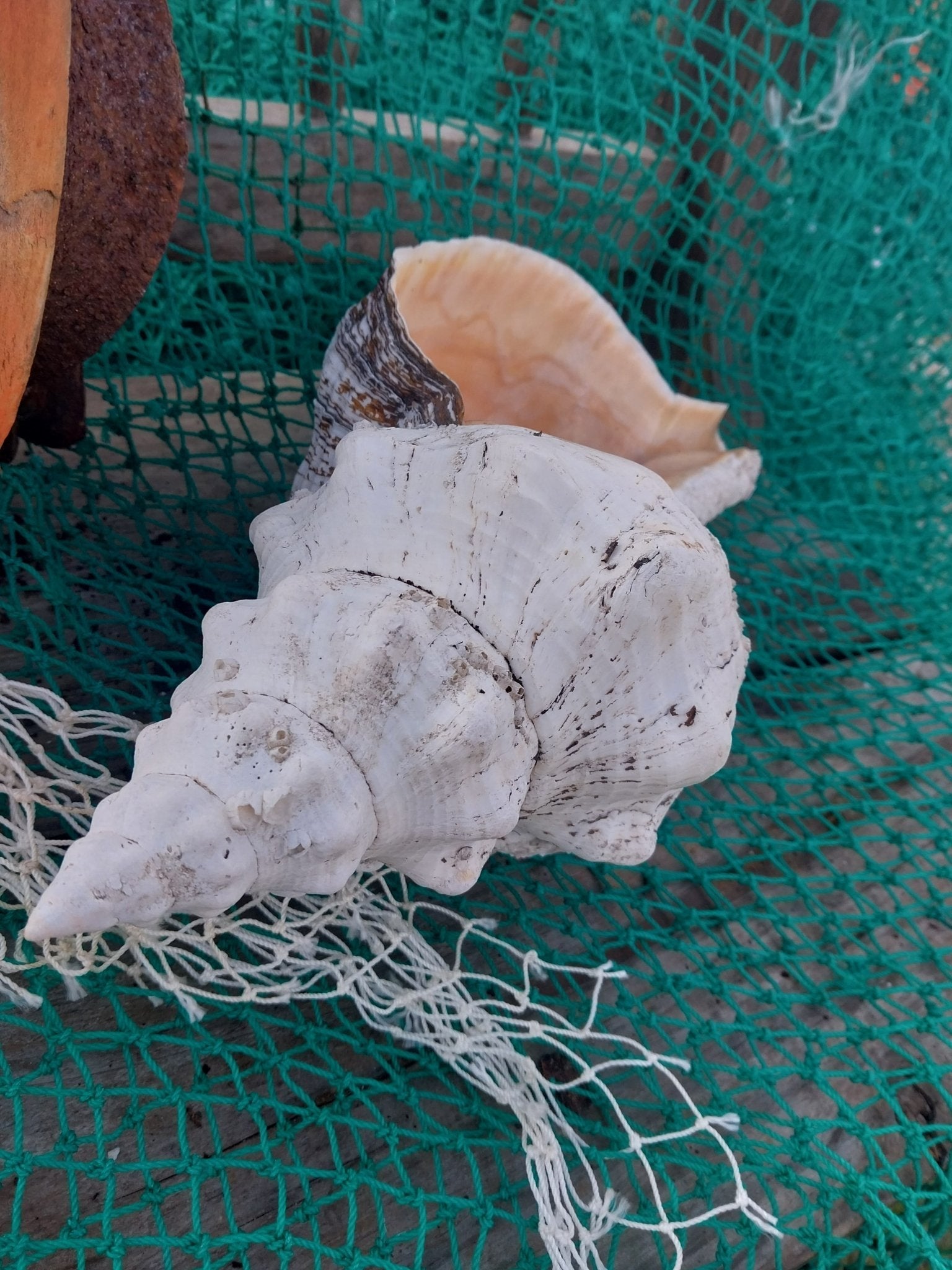 Vintage Horse Conch Shell with Periostracum – Triplofusus giganteus 15" Display Accent