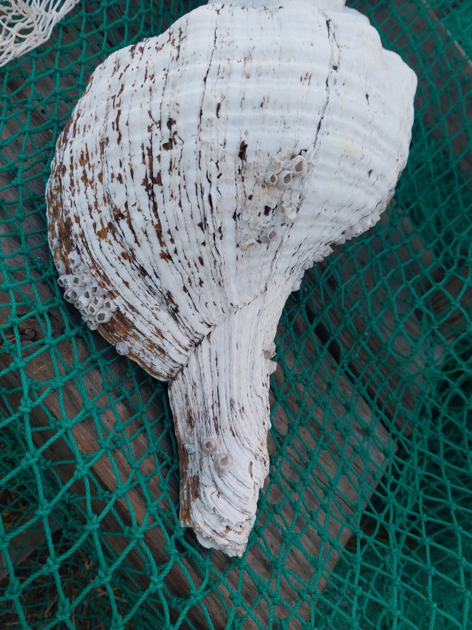 Vintage Horse Conch Shell with Periostracum – Triplofusus giganteus 15" Display Accent
