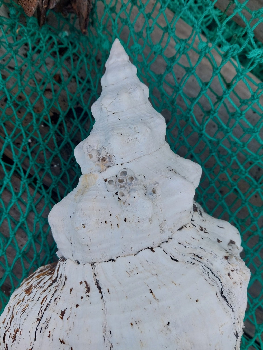 Vintage Horse Conch Shell with Periostracum – Triplofusus giganteus 15" Display Accent
