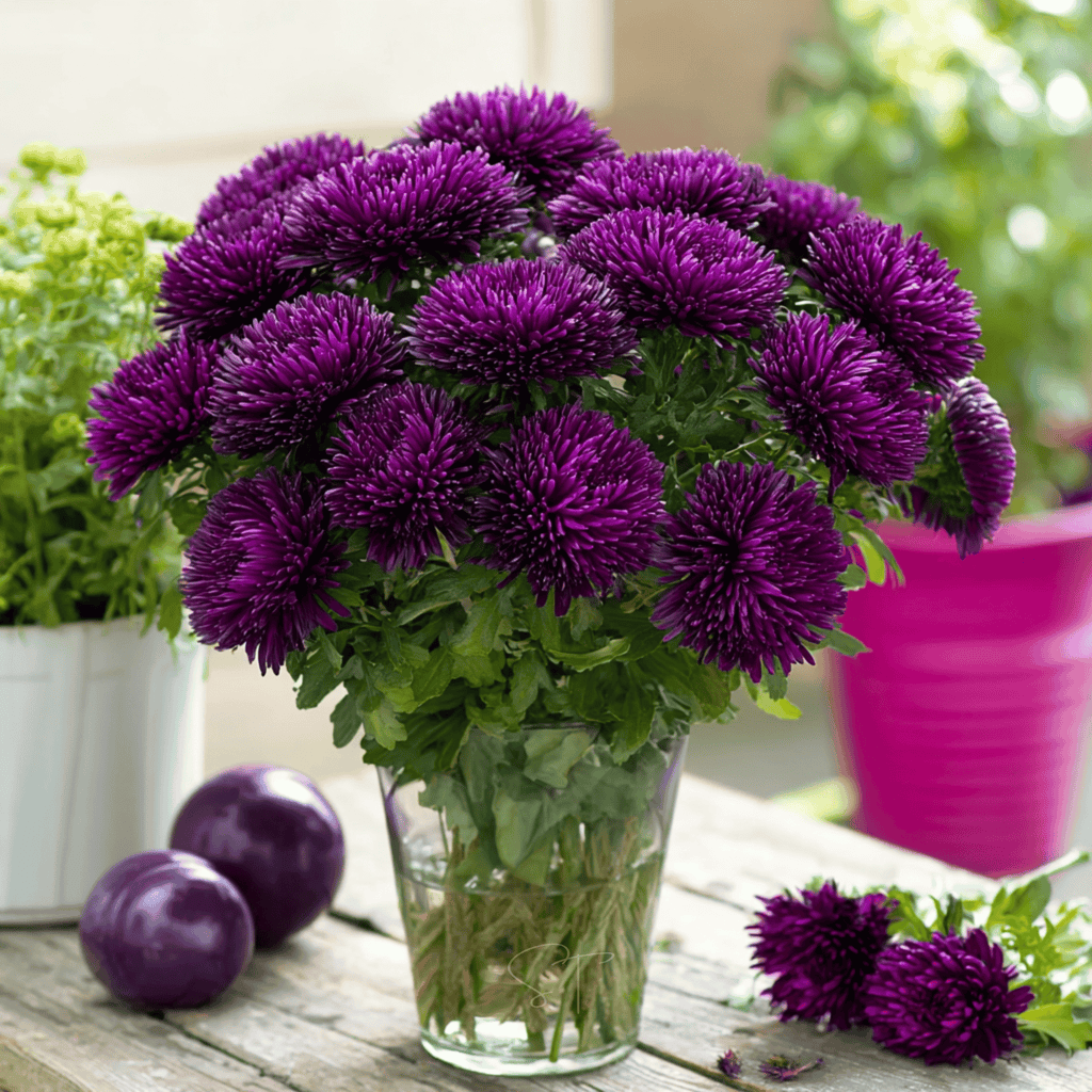 Violet Gremlin Aster – 50 Seeds | Seeds | Wiccan Center