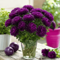 Violet Gremlin Aster – 50 Seeds | Seeds | Wiccan Center