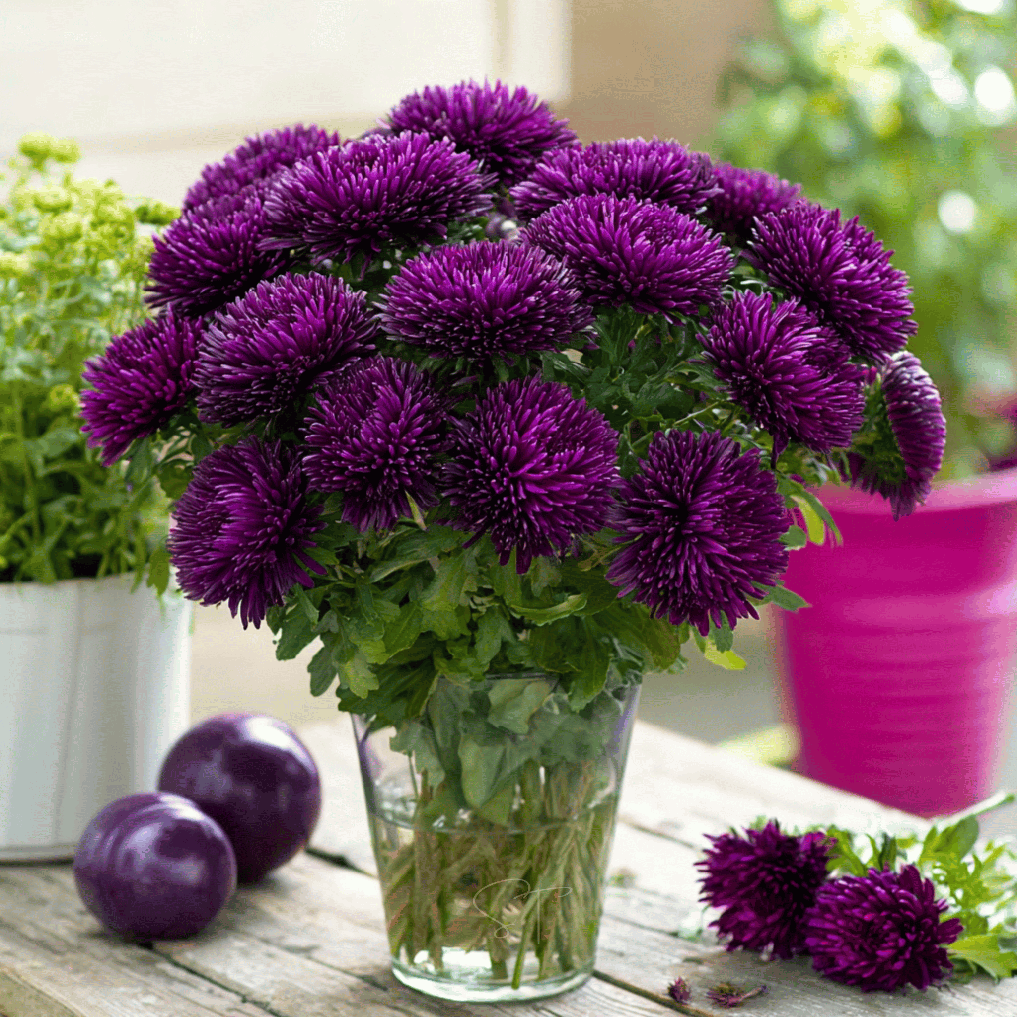 Violet Gremlin Aster – 50 Seeds | Seeds | Wiccan Center
