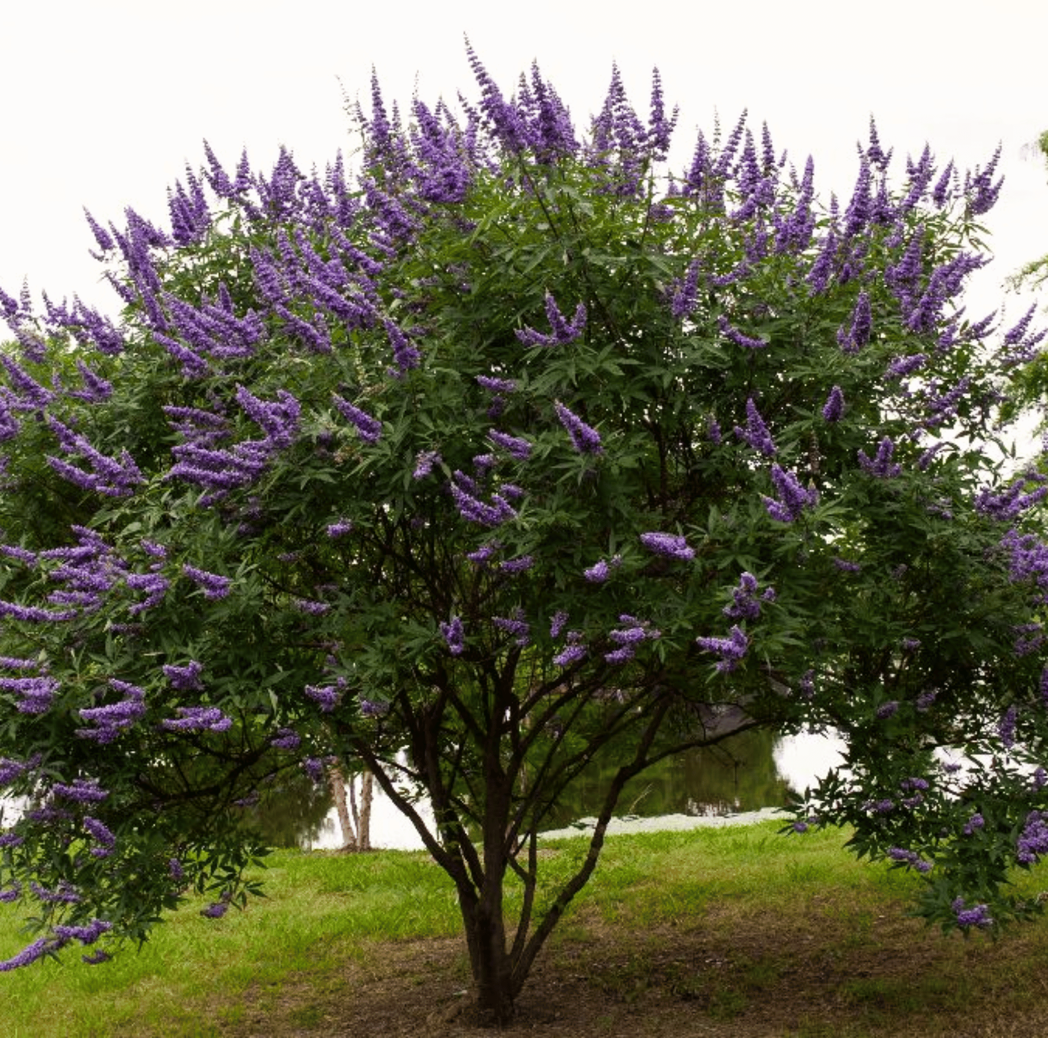 Vitex (Chaste Tree – Texas Lilac) – 20 Seeds | Seeds | Wiccan Center