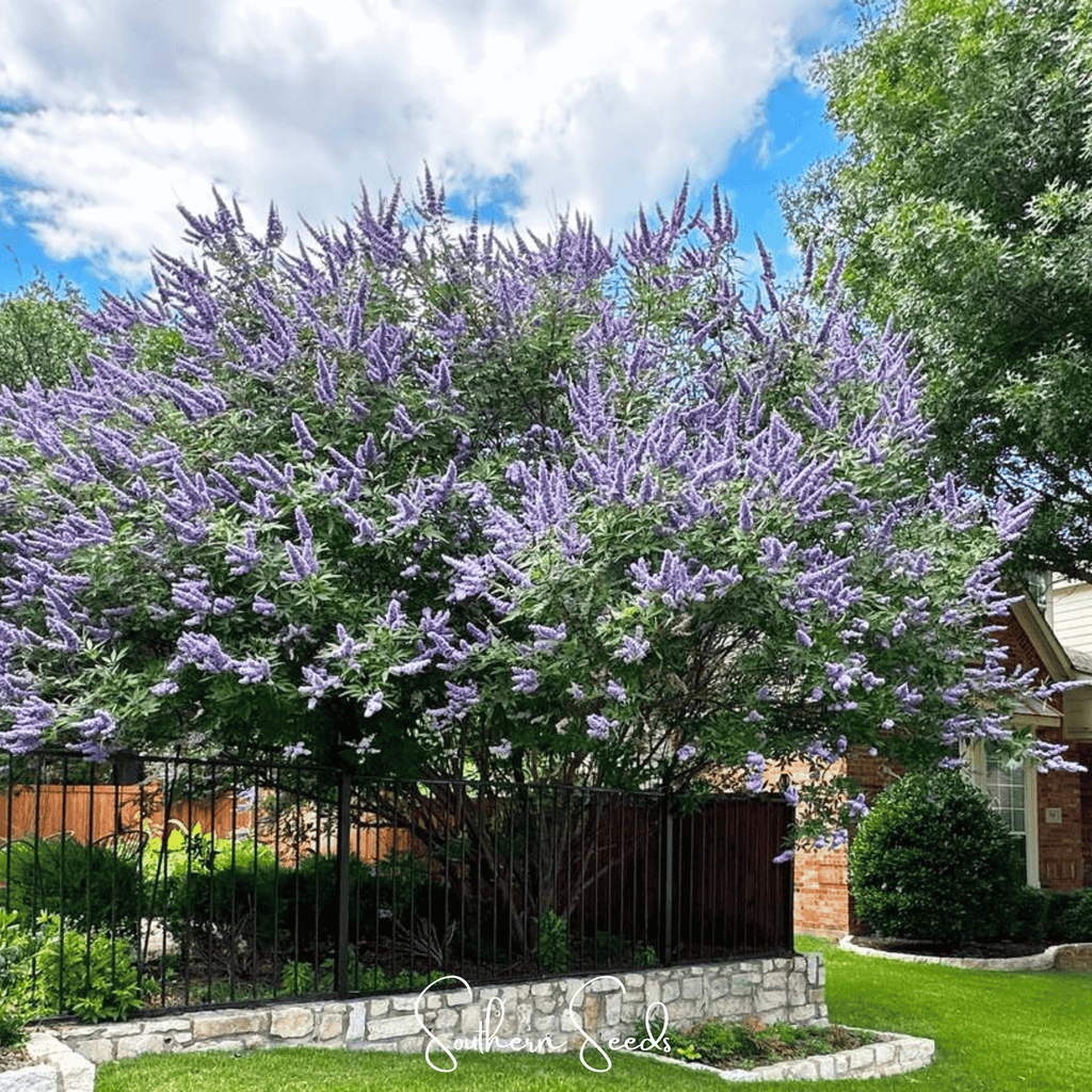Vitex (Chaste Tree – Texas Lilac) – 20 Seeds | Seeds | Wiccan Center