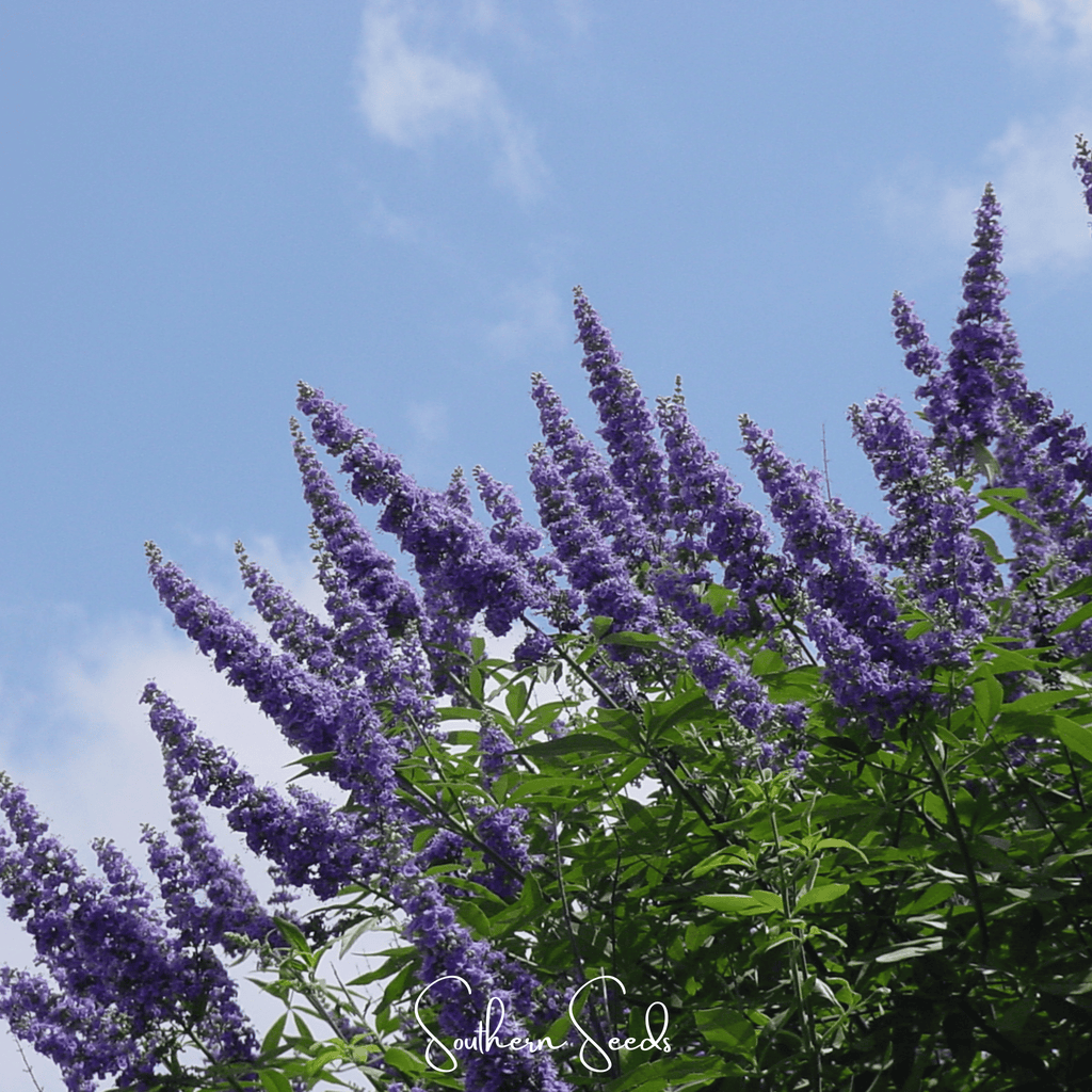 Vitex (Chaste Tree – Texas Lilac) – 20 Seeds | Seeds | Wiccan Center