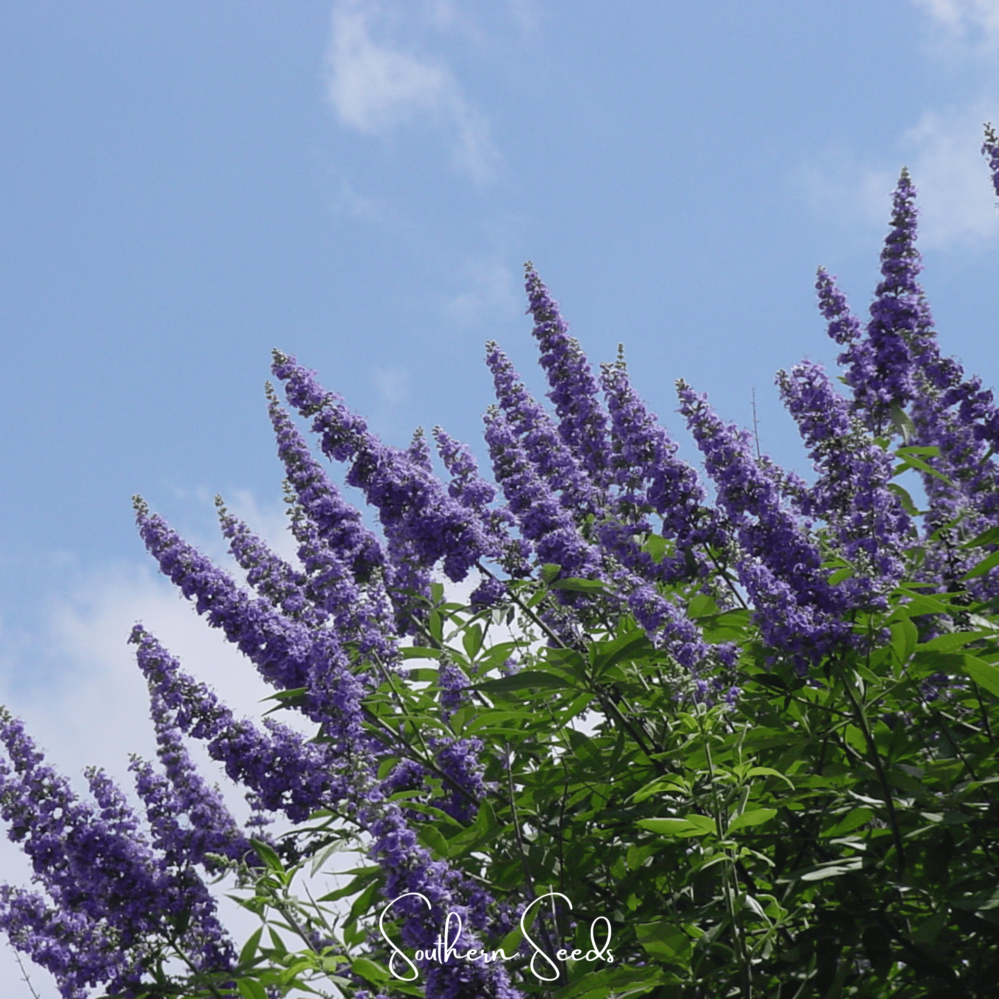 Vitex (Chaste Tree – Texas Lilac) – 20 Seeds | Seeds | Wiccan Center