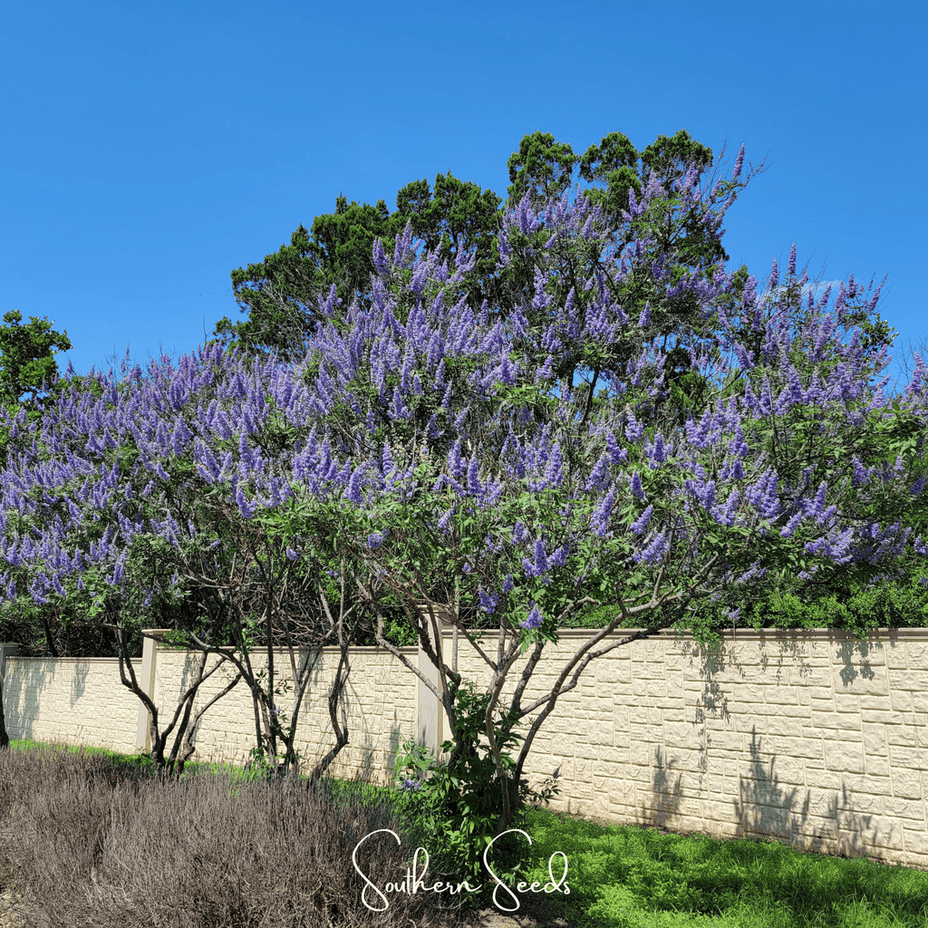 Vitex (Chaste Tree – Texas Lilac) – 20 Seeds | Seeds | Wiccan Center