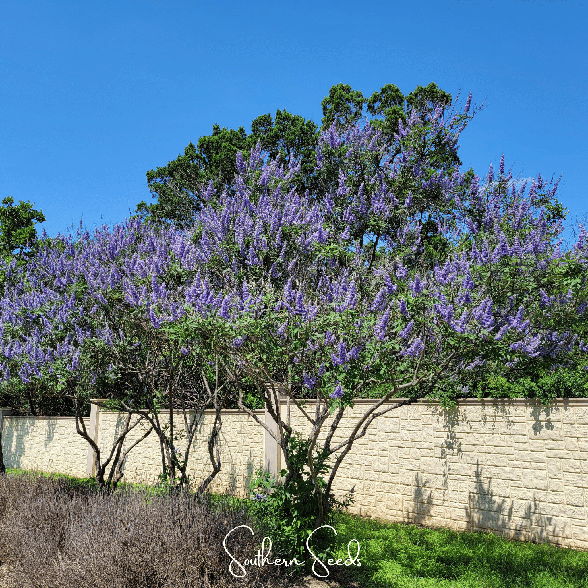 Vitex (Chaste Tree – Texas Lilac) – 20 Seeds | Seeds | Wiccan Center