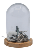Vivianite Terrarium in Glass Dome | Crystals | Wiccan Center