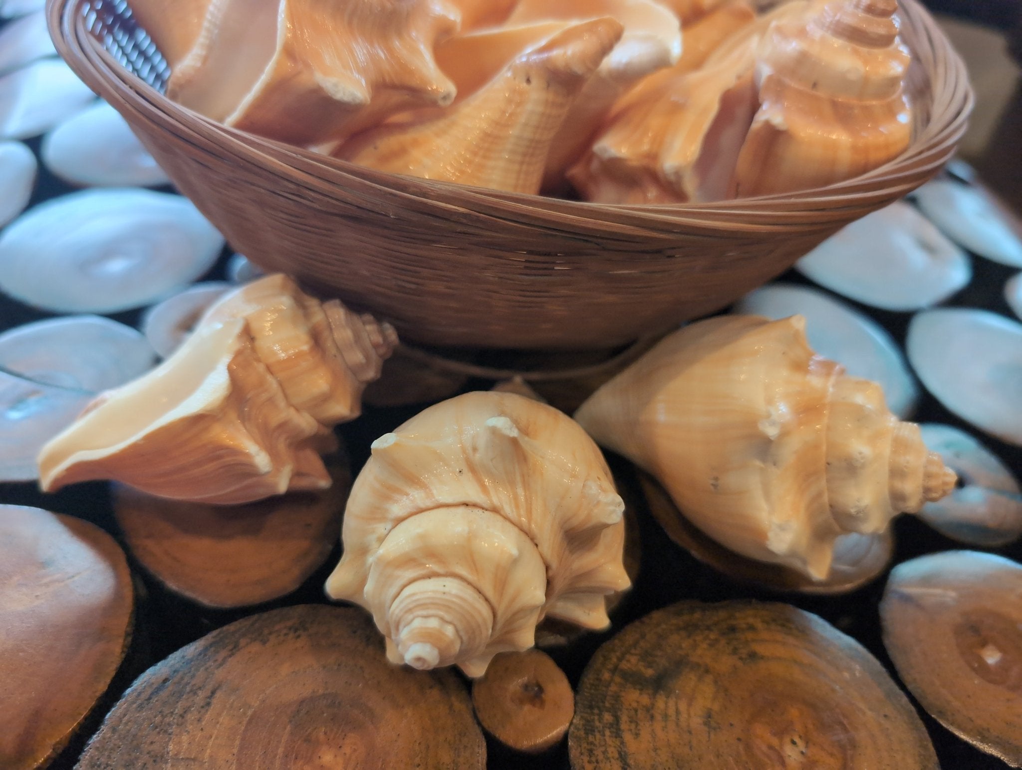 Vole Conch Shells Pugilina Cochlidium