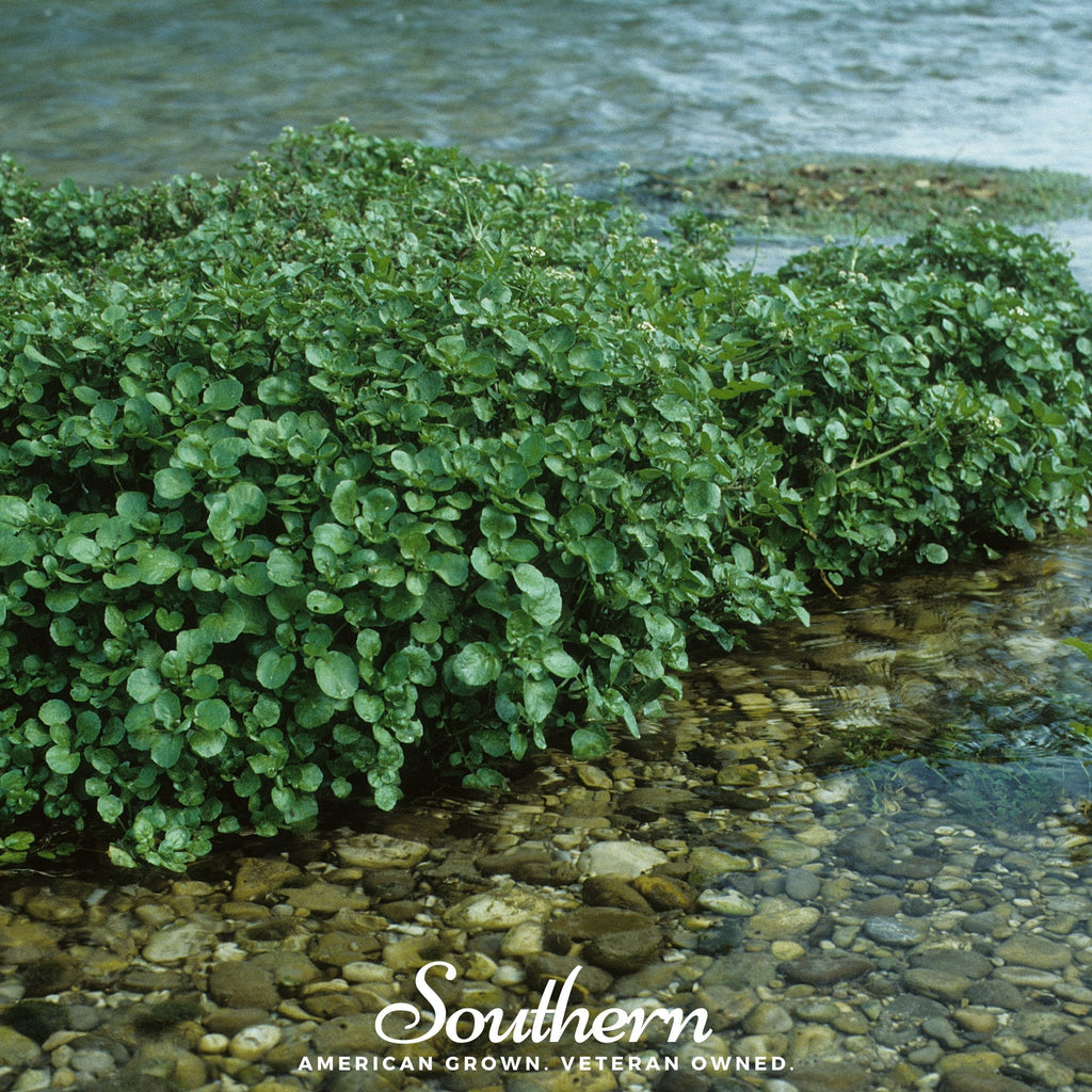 Watercress – 200 Seeds | Seeds | Wiccan Center
