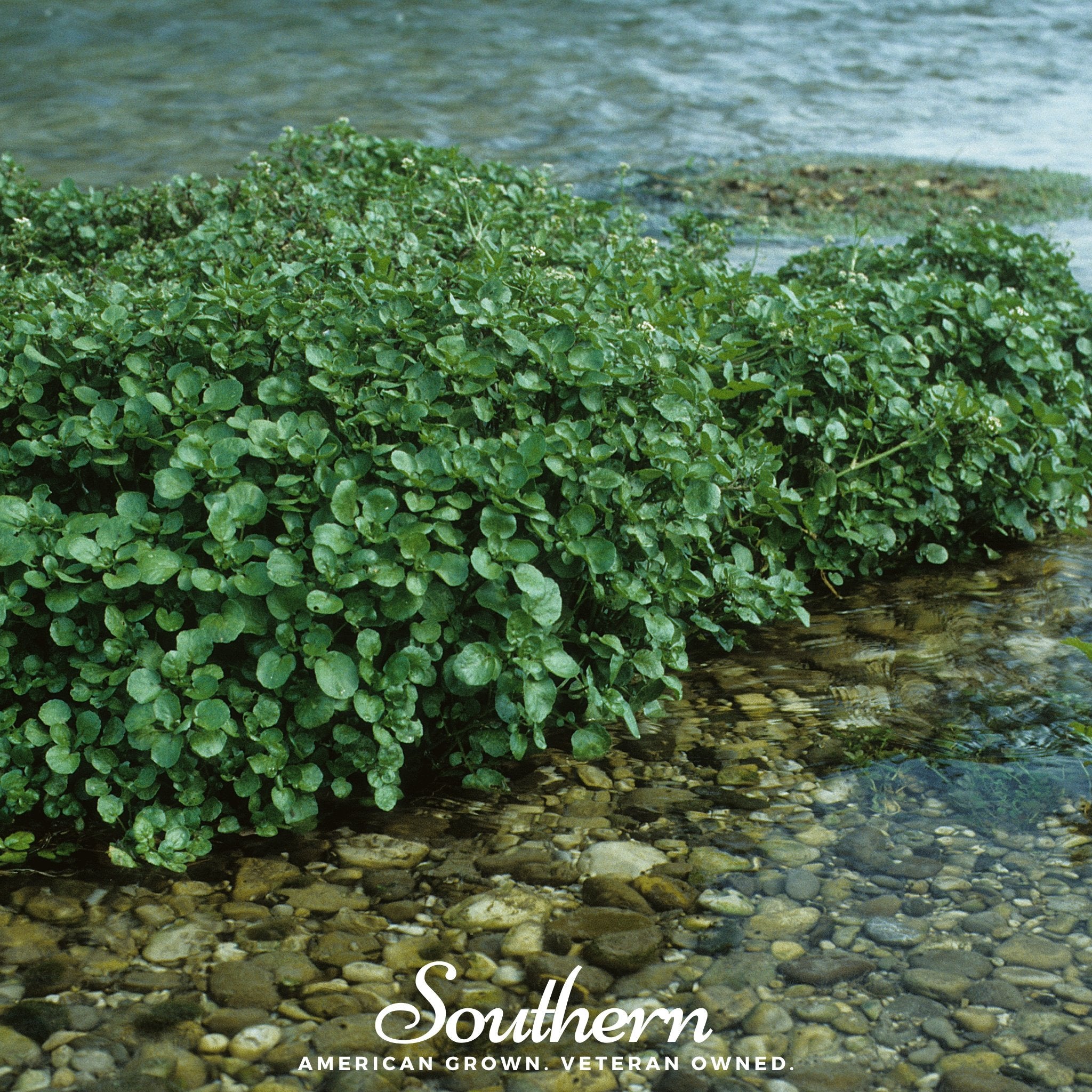 Watercress – 200 Seeds | Seeds | Wiccan Center