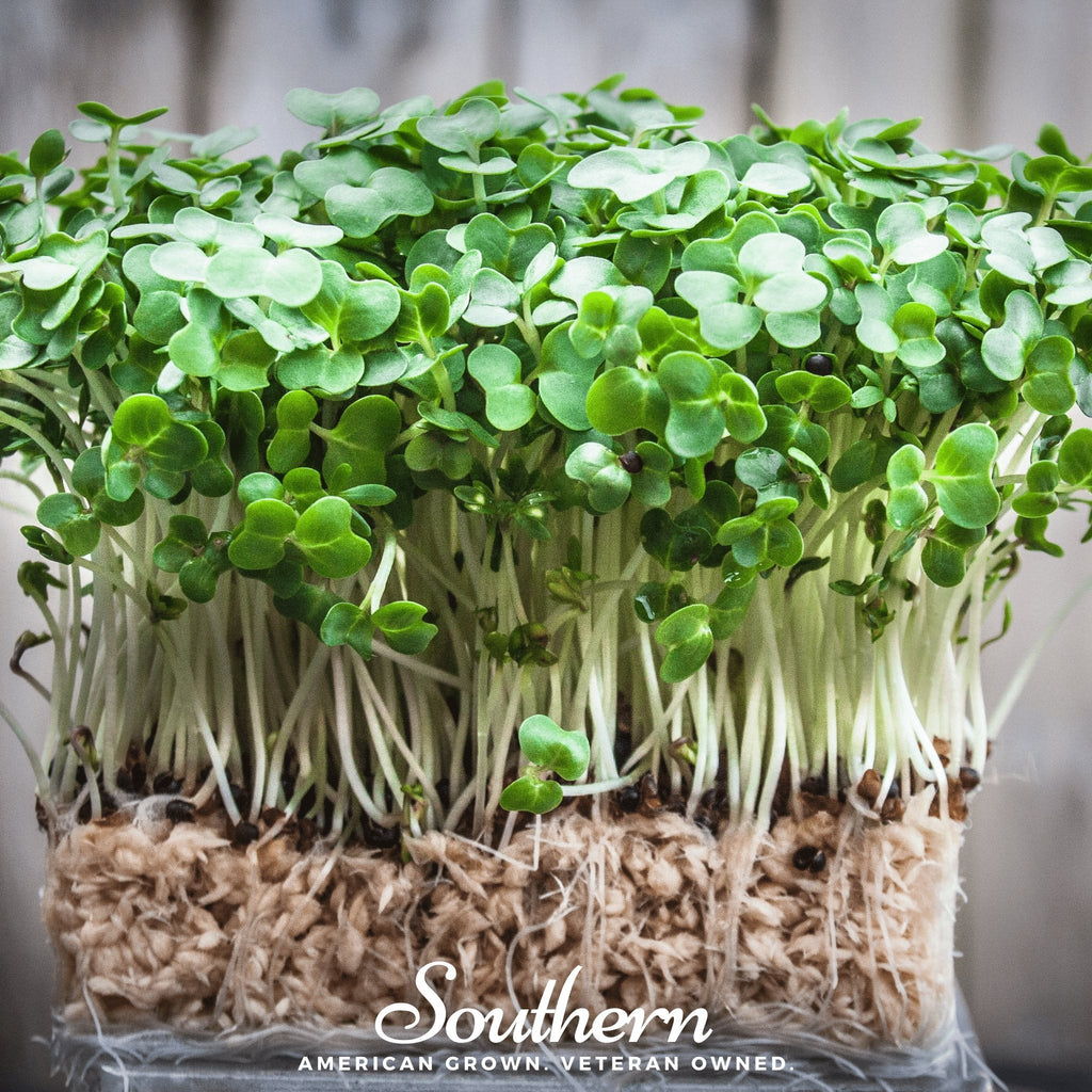 Watercress – 200 Seeds | Seeds | Wiccan Center