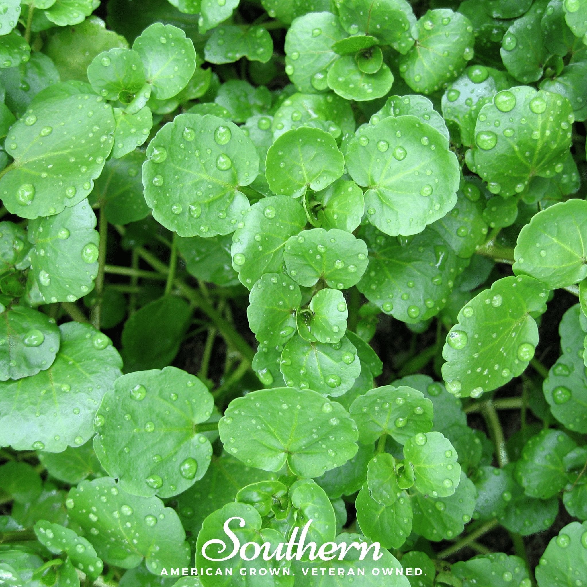Watercress – 200 Seeds | Seeds | Wiccan Center