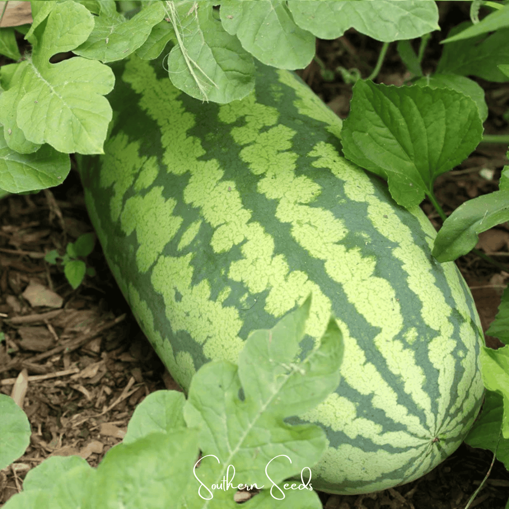 Congo Watermelon – 25 Seeds | Seeds | Wiccan Center