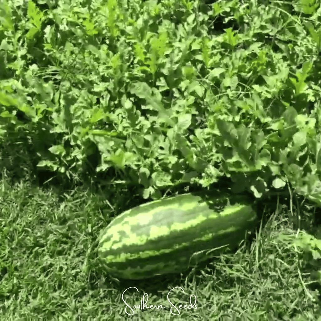Congo Watermelon – 25 Seeds | Seeds | Wiccan Center