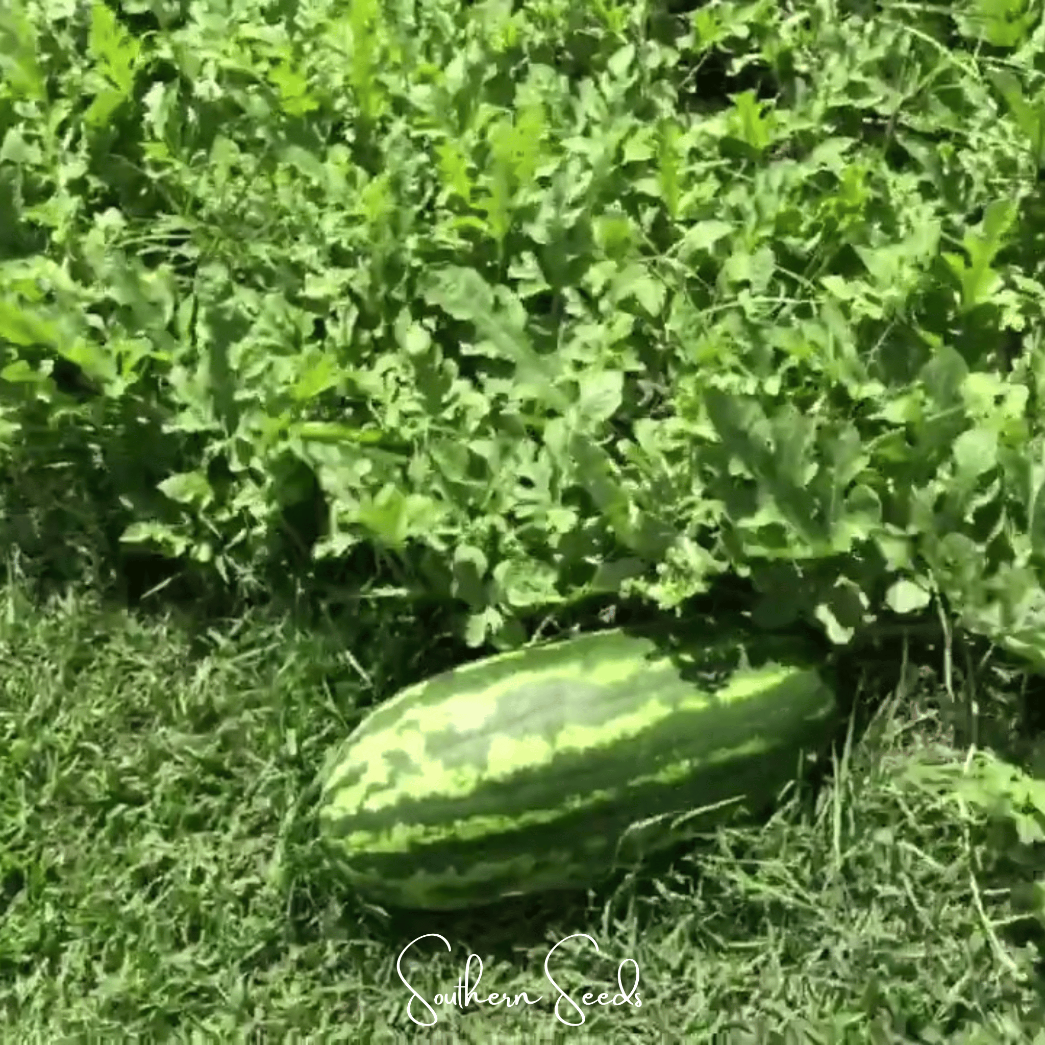 Congo Watermelon – 25 Seeds | Seeds | Wiccan Center